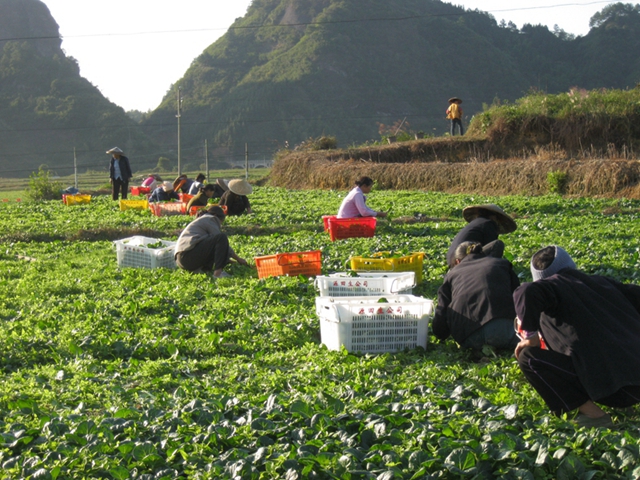 杏花供港蔬菜种植基地.jpg