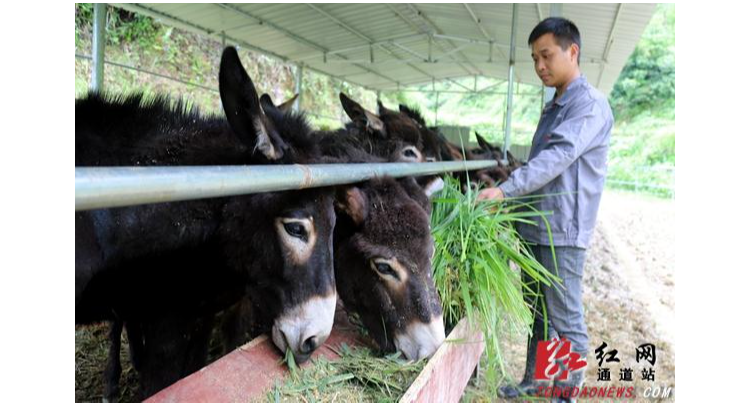 通道：毛驴领进场 贫穷不会长