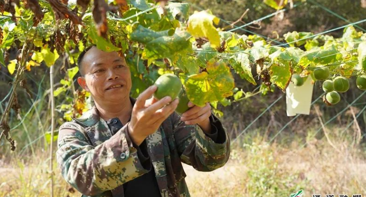 在二十大精神指引下 | 罗汉果喜获丰收   特色产业助振兴