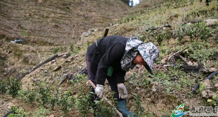 发展茶叶产业 助力乡村振兴