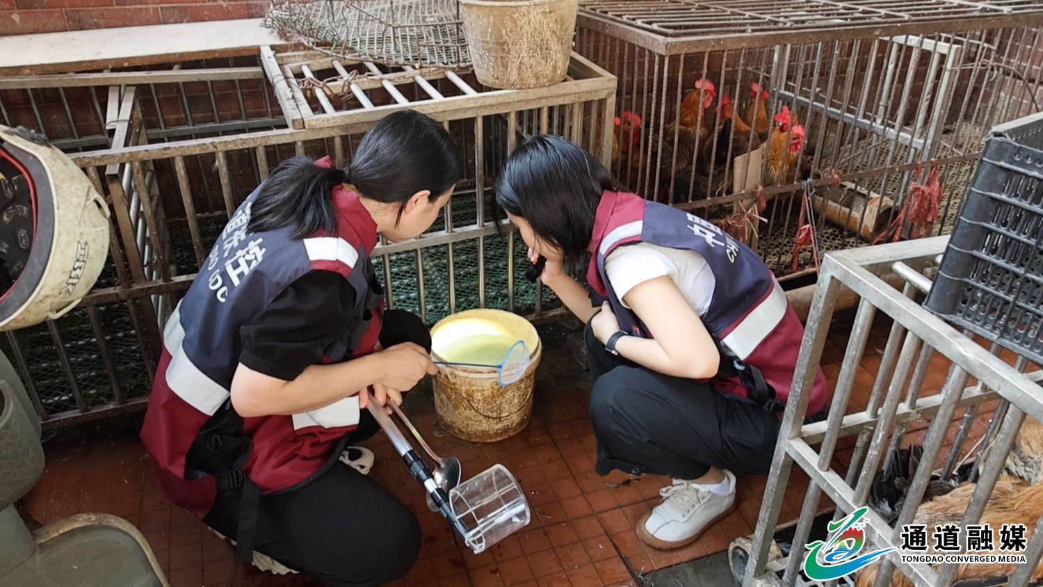 县疾控中心积极开展蚊媒密度监测，全力防控蚊媒传染病+(4).JPG