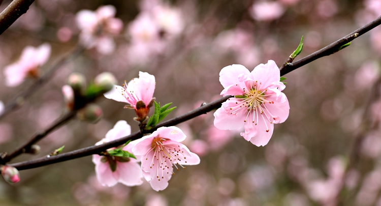侗寨桃花始盛开 八方游客踏春来