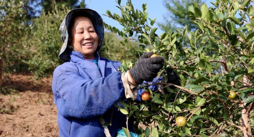 “金果”满枝头 油茶喜丰收！