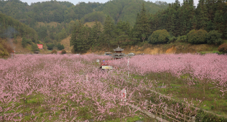 记者团“打卡”芋头村 共赏桃花与产业共绽的春日盛景