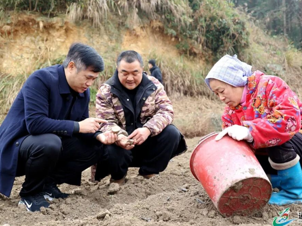 覃歇民到播阳镇宣讲党的二十届四中全会精神并调研产业发展等工作