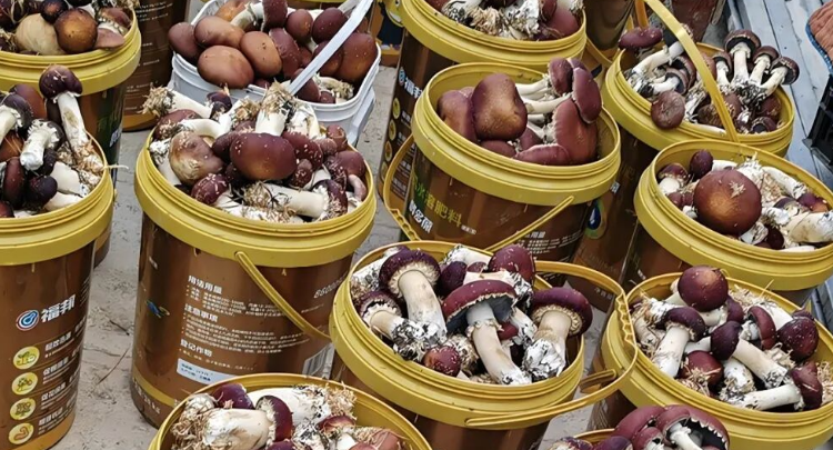 菁芜洲镇：葡萄架下种蘑菇，“冬闲田”巧变“增收田”
