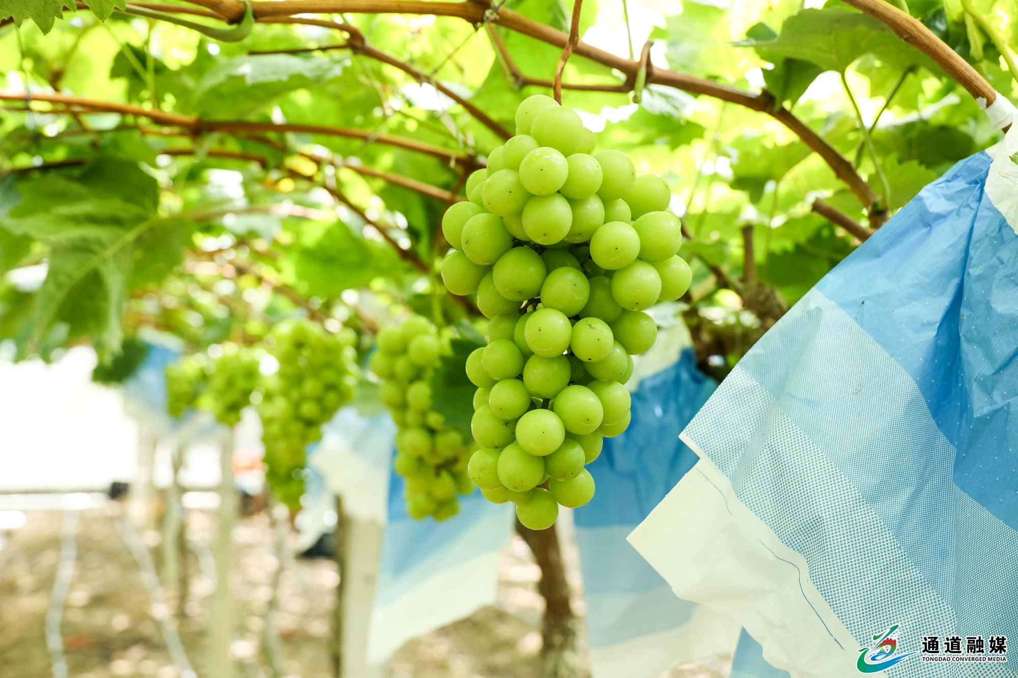 聚力直播拓销路+侗乡好物焕新机3.png