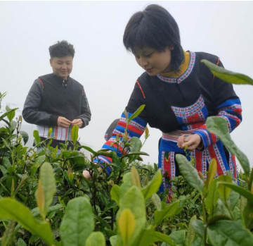 踏青赏茶 体验“塔山之春”