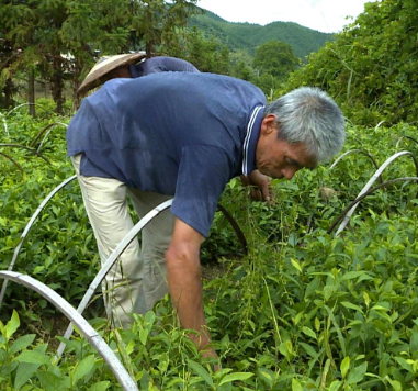 走向我们的小康生活丨天堂山办事处黄洞村：百亩茶叶苗圃带动农户增收致富