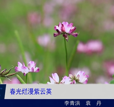 春光无限 紫云英烂漫竞芬芳