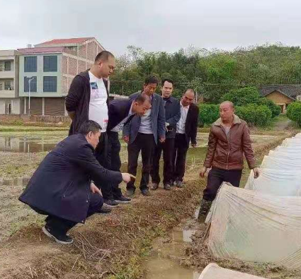 市领导到曲潭街道督导粮食生产工作