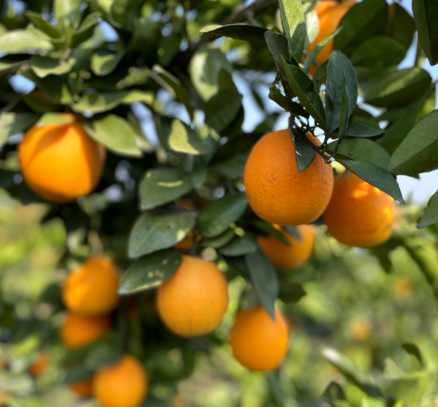 【视频】常宁：2500亩脐橙喜丰收