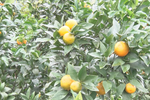 常宁：农技专家指导8.2万亩柑橘树防冻抗寒