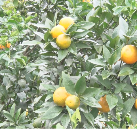 【视频】常宁：农技专家指导8.2万亩柑橘树防冻抗寒