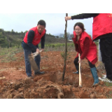 【视频】标准化 新变化丨市领导到罗桥镇开展植树活动