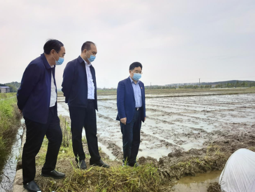 【视频】罗卫华调研粮食生产工作 抢抓农时 打牢全年粮食丰收基础