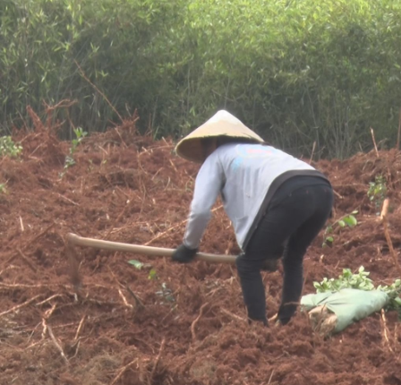 【视频】常宁小湖村：油茶林换“新颜” 迸发乡村振兴新活力 