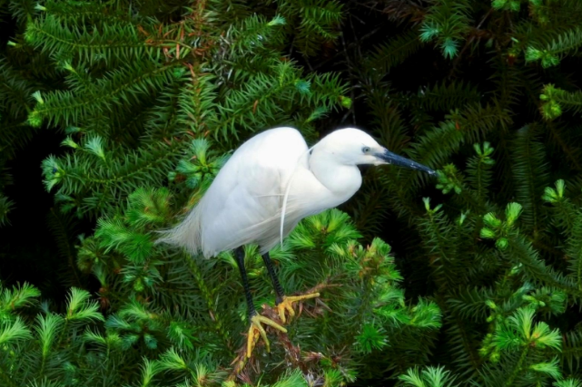 【视频】常宁：生态湿地鸟翩跹