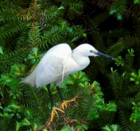 【视频】常宁：生态湿地鸟翩跹