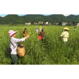 【视频】洋泉镇西南村：黄花菜丰收兴乡村