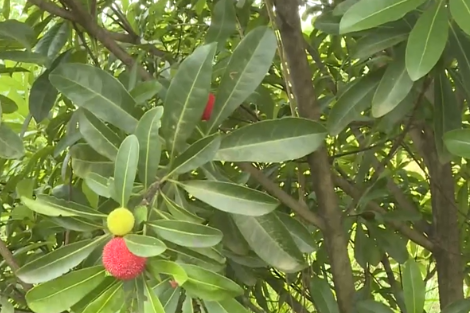 【視頻】荒山變果園  紅桃喜豐收