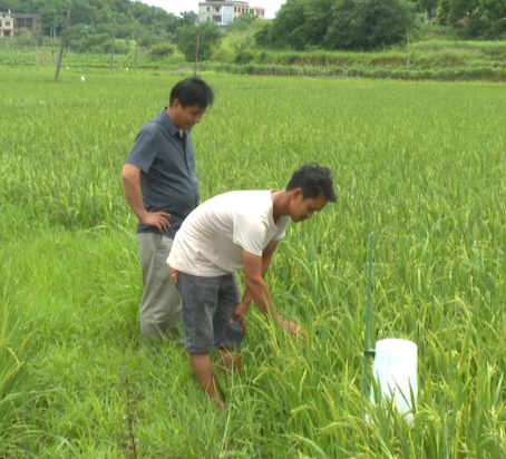 【视频】柏坊镇：培育种粮大户 1.9万余亩早稻丰收在望