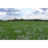 【视频】常宁推广酵素生态水稻种植 促进农业绿色发展