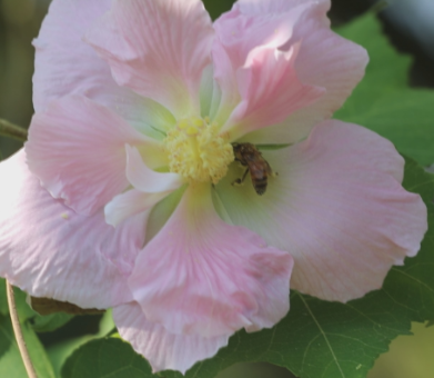 【视频】木芙蓉花开 美艳动人