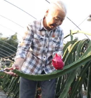 【视频】央视推介常宁“水果奶奶”赵中福