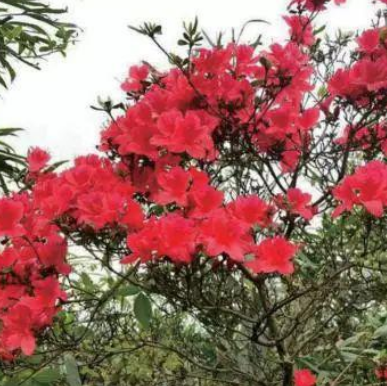 【连载二十五】 天塘杜鹃红 “醉”游乐逍遥