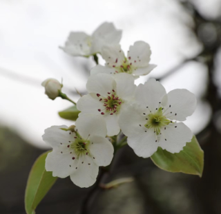 【视频】西岭镇车荷村： 百年梨树花开正盛