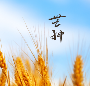 【视频】今日芒种丨忙于耕耘 静待收获