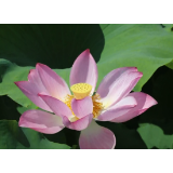 【视频】新柏村：荷花盛开 美在当“夏”