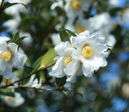 常宁油茶竞芬芳