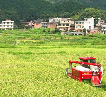 【视频】洋泉镇西南村：风吹稻花香 中稻喜丰收