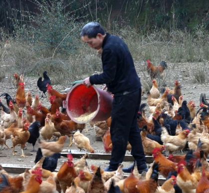 【视频】洋泉镇杉树村：油茶林下养金鸡 飞上枝头变凤凰