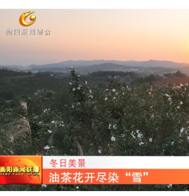 《衡阳新闻联播》报道常宁新闻《冬日美景 油茶花开尽染“雪”》