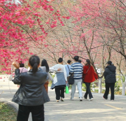 【视频】新春走基层丨喜迎旅发会 常宁樱花姹紫嫣红