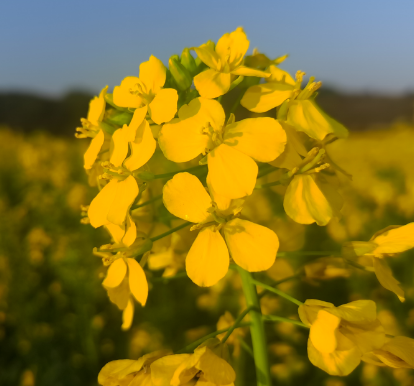 油菜花香龙门垌