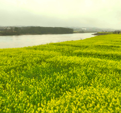 【视频】舂陵两岸春意浓 油菜花开满地金