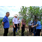 【视频】常宁：持续推进国土绿化试点示范项目 助推油茶产业高质量发展