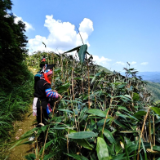 【视频】常宁塔山瑶族乡：两万亩野生蓼叶畅销海内外 为瑶胞撑起“致富伞”