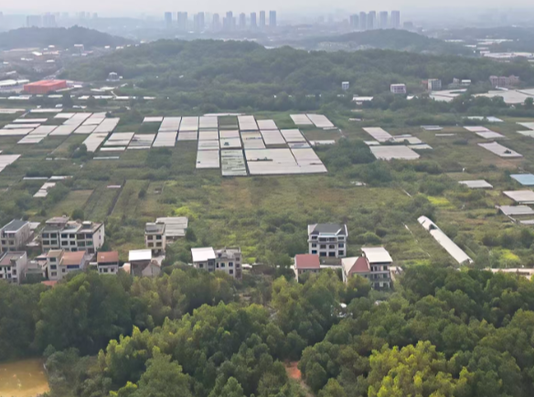 【视频】常宁市廻江村：金秋酿新酒 葡萄串起乡村振兴路