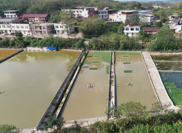 【视频】 宜元村:四年养一鳖 生态有“钱”景