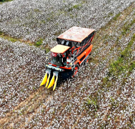 【视频】常宁8万亩棉花迎丰收！织就产业新图景