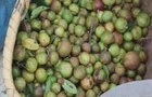 【视频】常宁：喜摘“寒露籽” 笑迎丰收年