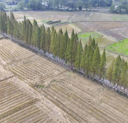 【视频】出片率100%，常宁的“网红”水杉路等你来打卡！