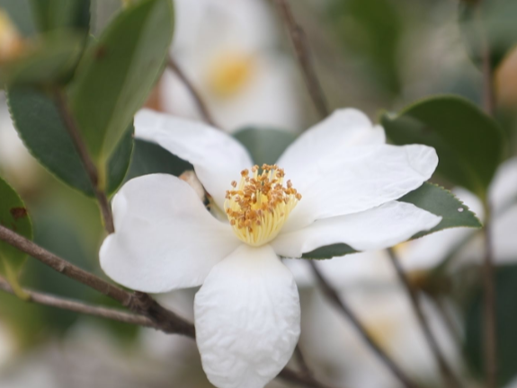 【视频】常宁:油茶花开 满山“染雪”