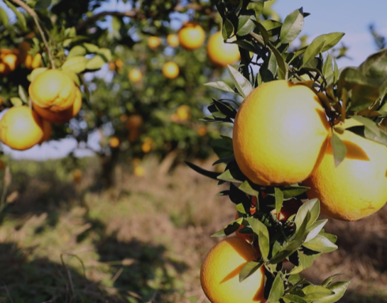 【视频】常宁：脐橙陆续成熟上市 甜蜜产业助农增收