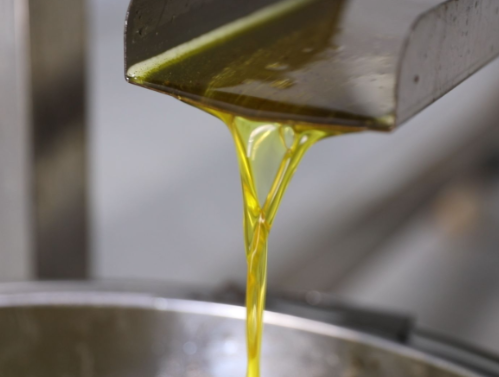 【视频】常宁:古法新榨 茶油香飘